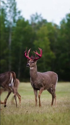 Why Deer Rub Their Antlers on Trees – Nature Explained #learnerbytes