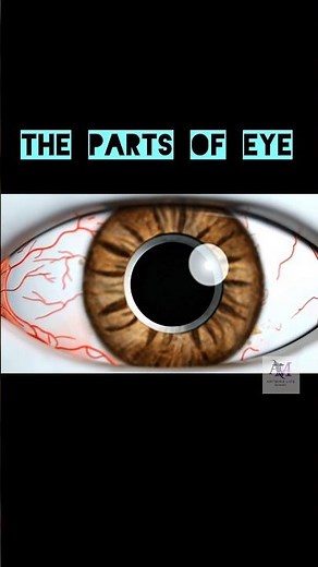"Parts of Human Eye | Animated AI Video | Anatomy Made Easy" #aiimsdelhi #eye #eyedrawing