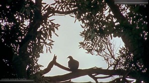 1K views | Robinson Andaraya රොබින්සන් අන්දරය Episode 17 | 17 කොටස | TeleFlix | Facebook