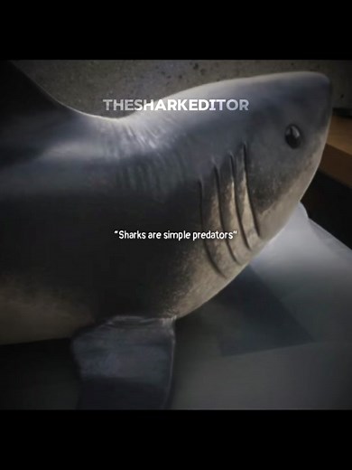 The Shark Editor | Exclusive Animal Edit and Shark Videos