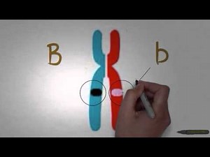 Asap Biology - Episode 1 - Genes and Alleles