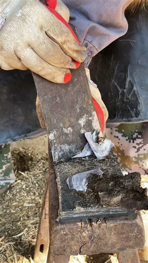 Trimming Donkey Hooves Is As Easy As Cutting Melons And Vegetables #satisfying #horse