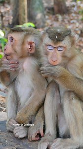 Two Brothers Banky and Tinky Sit Quietly, Upset and Ignored, Suckling Fingers from Hunger, A Tender Forest Moment Showing Survival, Bond, and Silent Struggle in Wild Monkey Life | Monkey Of Cambodia