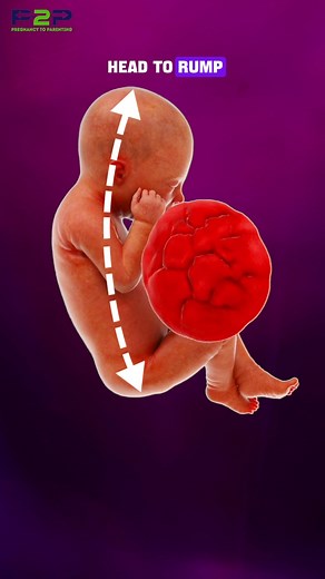 1.5M views · 7.5K reactions | How Big Is a 33 Week Fetus? | Pregnancy to parenting | Facebook