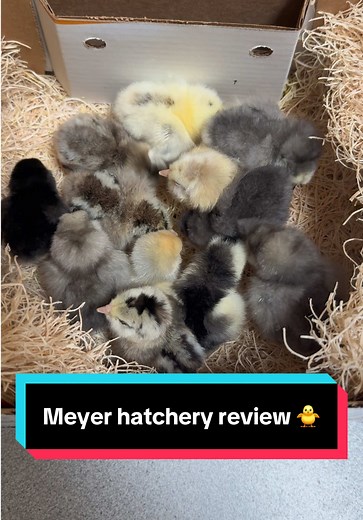 Honest Review of Meyer Hatchery for Chicken Enthusiasts