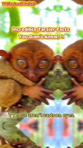 Incredible Tarsier Facts You Didn't Know!  | Amazing Animal Facts...