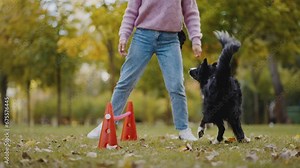 Female dog handler teaches commands to control dog behavior