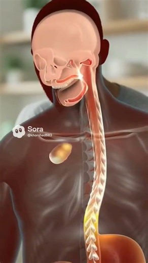 Full Body View of Eating and Digestion | 3D