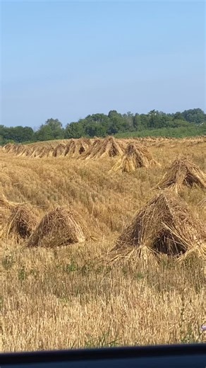 32 reactions · 3 comments | Amish hay fields are so beautiful. I guess all hay fields are but the idea that all of these were hand stacked is just amazing. | Stars Sage Farm | Facebook