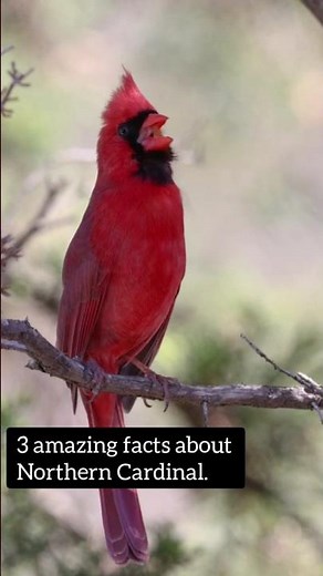 Amazing Facts About Red Cardinal. | #shorts #birds #naturefacts #didyouknow #wildlife #animals