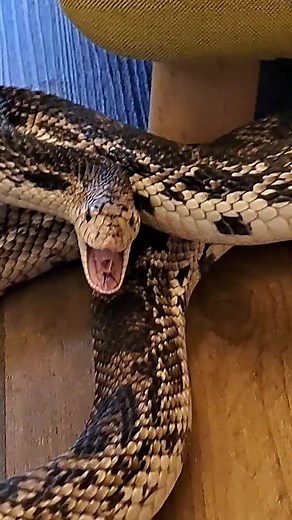 Pine Snake Hissing - Reptile Feeding Behavior Revealed!