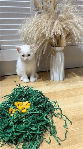 ASMR CATS 🐈‍⬛🪺 #cat #kitten #cute #relaxing #asmr #cozyasmr #kittens