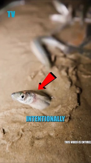 14K views · 35 reactions | Why Thousands of Fish Are Invading This Beach | Tech Vision yt | Facebook
