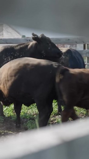 Stop guessing your profit margins. Ambrook gives you real-time insights to track cost per head, acre, and enterprise — so you can make decisions based on data, not gut feel. Know exactly which parts of your operation make money and which don't. | Ambrook | Facebook