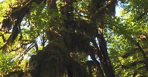 Nature: Olympic National Park