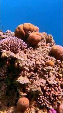 Check out my new vlog about Diving & Snorkeling in the Red Sea, Egypt 🇪🇬