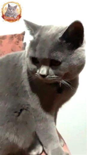 Smoky the British Shorthair Blue Cat – king of the basic sofa 👑 #catdailylife #britishshorthair