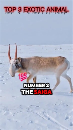 The 3 most exotic animals you’ve never heard of! 🦒🦌 #shorts #facts #reels