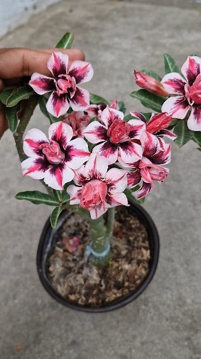 For viewing lang po😊 ID: Shooting Star #adeniumlovers #seedgrown #ForSharingOnly #beautifulflowers #seedgrown #adenium #fbreelsfypシ゚viralfbreelsfypシ゚viral #fbyシvideo #fbreelsfypシ゚ #collection #rare #flowers #bonsai #plants | Hasser's Adenium Garden