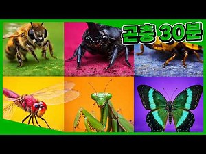 인기 곤충 30분 연속보기🐜ㅣ장수풍뎅이, 잠자리, 무당벌레+ㅣ곤충 모음집ㅣ Let's go! 곤충탐험대ㅣ키즈타임