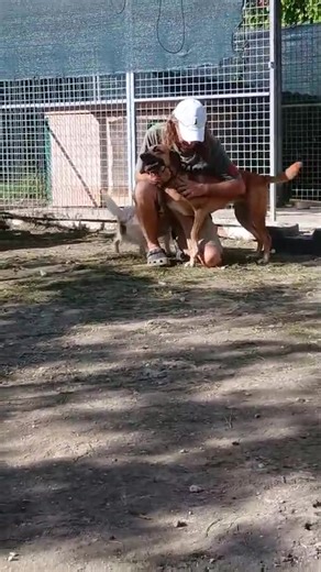 6.5K views · 217 reactions | NOUVELLES DES ANIMAUX DE NOTRE REGRETTÉE SOPHIE. Les retrouvailles de Pepette et Sweet avec l'ex compagnon de Sophie. Il a dû aménager sa terrasse pour pouvoir les sécuriser en son absence avant de venir les récupérer au refuge hier soir. La chatonne Peggy restera chez la meilleure amie de Sophie sur l'île, elle s'intègre bien dans son nouveau foyer. | Guadeloupe Animaux Marie Galante | Facebook