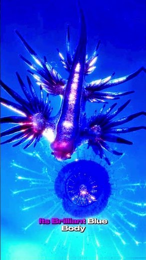 Blue Sea Dragon — The Tiny Ocean Predator More Dangerous Than a Jellyfish! #jellyfish