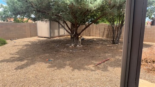 One fine day.. . #puppytiktok #jindo #cute #cutepuppy #dogs #dogsoftiktok #puppiesoftiktok #jindodog #jindopuppy #puppy #puppies #cutedog #puppylove #fyp #petsoftiktok #petoftheday #foryoupage #foryou #pet #dogmom #puppylove #dogloversoftiktok #jindopuppy #jindodog #진돗개 #강아지 #귀요미