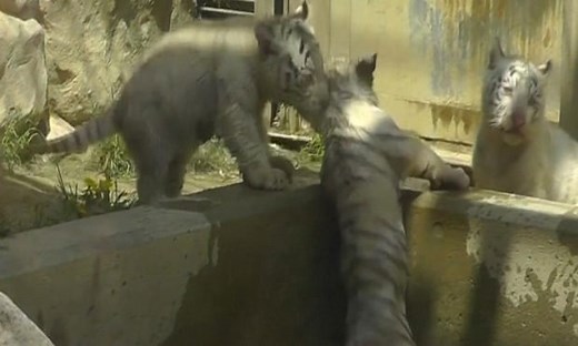 Tiger cub rescued by brother after getting stuck in pool at Japanese zoo – video