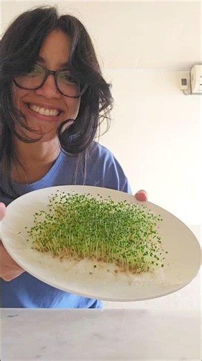 Chia seed sprouts to garnish your healthy recipes #recipe #sprouts #germinate #chia