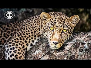 The Leopard: Africa's Solitary Hunter ⎮Wildlife Documentary⎮AMP