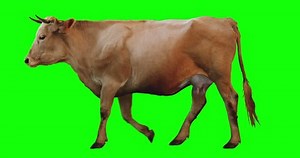 Red Cow Walking On Transparent Background Stock Footage Video (100% Royalty-free) 1015419427 | Shutterstock