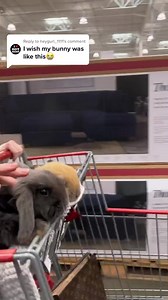 2.2K views · 11 reactions | We can help with: * Litter Training * Socialization * Behavior Modification * Relationship Advice, (all the cuddles) * Bonding advice * Rabbit aggression * Bunny anxiety * Leash training * Training For Rescues & Adult Adoptions * Cord Chewing and Gnawing * All Things Bunny * Bunny Fear of Heights For more information see our website: https://rabbitpals.com/one-on-bun.html | Rabbit Pals | Facebook