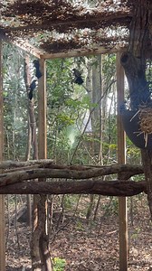 I don’t rehab birds, yet 5 checked themselves into my enclosure. All but one found its way out. FWC would never have bought my story lol | Secret Squirrel Wildlife Rehabilitation