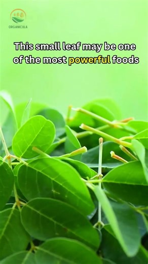 Moringa: The Most Powerful Leaf?