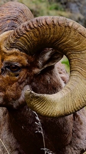 New License Year Starts March 1 — Here’s What You Need to Know Montana FWP reminds hunters, anglers, and outdoor recreationists that the 2026 license year begins March 1, the day you can purchase new hunting and fishing licenses, apply for special draw permits, and renew your conservation license. This year brings several important changes resulting from legislation passed by the 2025 Montana Legislature and updated regulations adopted by the Montana Fish and Wildlife Commission. These updates a