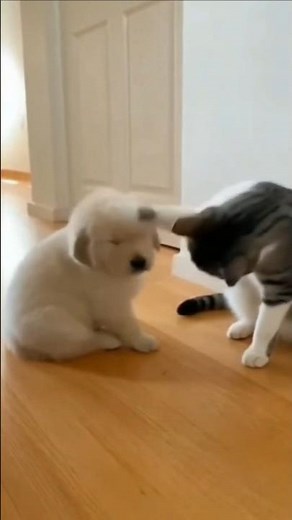 Cat Smacks Puppy Fast… Until Mom Golden Retriever Walks In 😂🐾