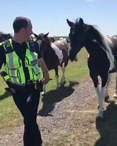 10K views · 399 reactions | Policing railway ✔ Catching criminals ✔ Horse whisperer ✔ Ours skills know no boundaries  Two of our PCs were checking level crossings ahead of the Great Yarmouth Airshow this weekend  | British Transport Police | Facebook