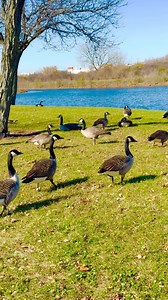 4.4K views · 56 reactions | “Wild and Free: Life of the Migrating Goose” 廉廉廉 #goose #wildlife #wildlifephotography #fallseason #winter #reelstrending #reelschallenge #reelsviralfb #highlightseveryone #followerseveryone #Chicago #usa | It’s Amirah’s Diary | Facebook