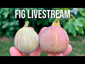 The 2025 Fig Season, Varieties & Important Lessons