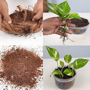 139K views · 3.5K reactions | Use coco peat for gardening | Indoor Plants | grow plants faster using coco peat | Rana Craft | Facebook