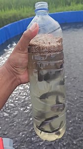 High protein catfish feed makes fish grow quickly #catfish | Budhy Creators
