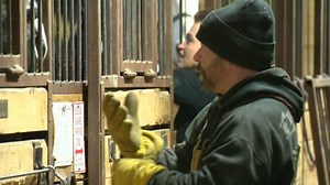 Horses help heal through Equine Assisted Learning