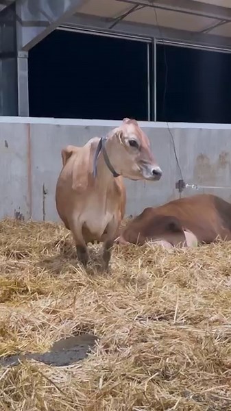 574K views · 21K reactions | It’s with a heavy heart I write that Caligirl is no longer with us. We had to make the hard decision to euthanize her this week. She was one special girl and she is missed. | TDF Honest Farming | Facebook