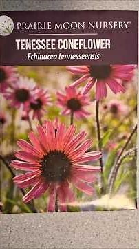 Grow perennial flowers from seed: fridge stratification (coffee filter trick) No mold!