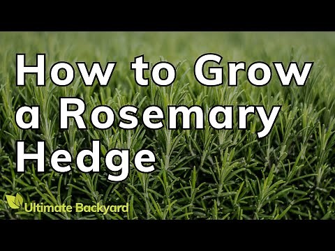 How to Grow a Rosemary Hedge