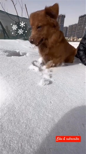 Top 10 Dogs in Snow moments #facts #trending #shorts #viralshorts #dog #dogshorts#snow#dogsofyoutube