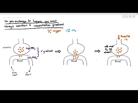 9-4 Maintaining the Concentration Gradient in the Lung Alveoli (Cambridge AS A Level Biology, 9700)