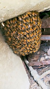 117K views · 720 reactions | Just finished a bee removal in Glendora,...