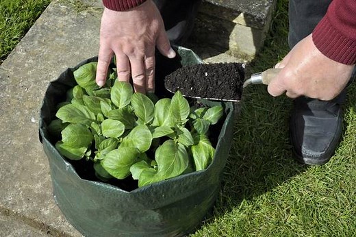 What Fabric Are Grow Bags Made of (How To Sew Grow Bags)