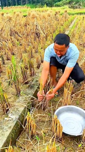 Traditional Farm Wisdom: The Rice Root Pulling Technique to Catch Hidden Loaches! 🌾🙌
